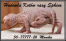 SPHYNX CANADIAN  Zapraszamy Do Rezerwacji   Hodowla DeTrojanS  PL