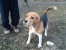 Znaleziono dorosłego samca beagle tricolor Zabrze