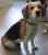 Znaleziono suczke beagle tricolor Poznań