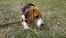 Do adopcji młody pies beagle Berni