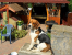Zaginął młody beagle tricolor ok Gubina