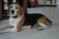 Zaginął starszy beagle tricolor ok Poznania