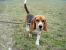 Znaleziony beagle tricolor Starogard Gdański
