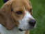 Do adopcji 5 letni pies beagle Charlie