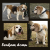 Do pilnej adopcji urocza sunia beagle MILA