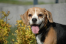 Do adopcji kochana sunia beagle Fifka