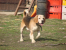 Lesio pies w typie beagle szuka swojego miejsca na ziemi